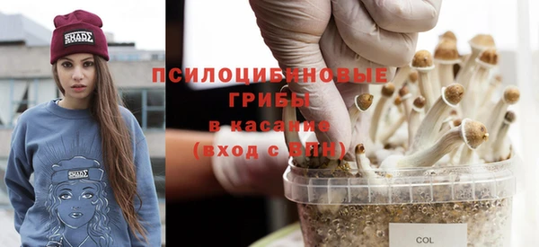сатива Беломорск